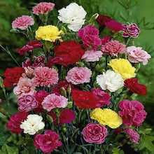 Carnation Seeds for reliable seasonal color