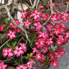 Adenium Desert Rose Mixed Colors Succulent Seeds for easy-care planting in pots or beds