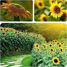 Maximillian Sunflower Seeds for growers seeking a long-blooming display