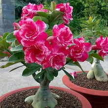 White Desert Rose Seeds for a lasting addition to the landscape