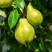 Bartlett Pear Seeds (Pyrus communis) for a homegrown harvest from the orchards and backyard edible gardens