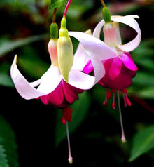 Fuchsia Seeds for seasonal color across the Rare Colorful Garden Blooms