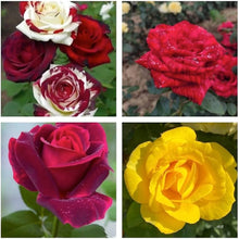 Mixed Rose Rosa spp. Seeds for planting in flower bed