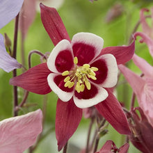 Columbine Aquilegia Canadensis Blue Seeds for growers filling out the Woodland Pollinator Spaces