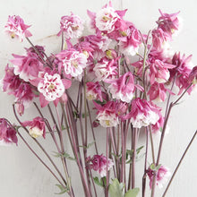Columbine Pink Petticoat Seeds grown for pretty Pink Flowers