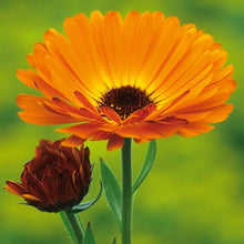 Calendula Calendula Officinalis Blue Flower Seeds for Planting – Suitable for Decorative Beds and Seasonal Displays