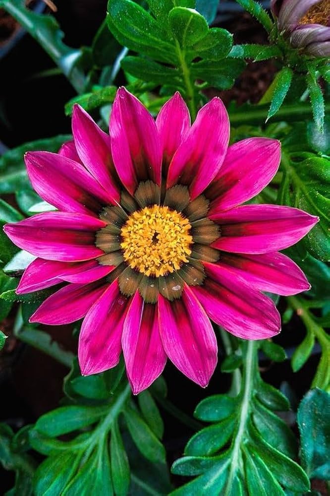 Gazania Flower ��������� Gazania rigens ��������� for planting in pink garden