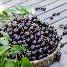 Cherry Prunus Avium Sweet Black Tartarian Seeds prized for home Seasonal Harvest