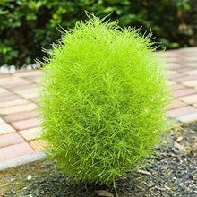 Light Green Kochia Scoparia Seeds for ground cover in the Pieces, Perennial Grass, Mini Garden