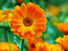 Aster Samen -Gremlin Rot (Callistephus Hoch Doppel Seeds (Gremlin rot) for a colorful addition to any planting
