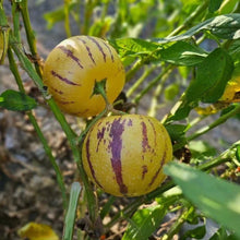 Solanum Muricatum Melon Pear Seeds for a fresh homegrown crop from the Vegetable Patch