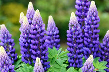 Sweet Blue Lupine Seeds (Lupinus spp.) for colorful blooms in the Flower Bed & Home Garden