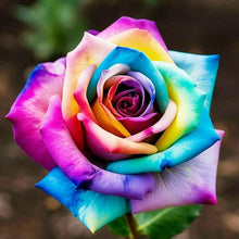 Rainbow Rose Seeds (Rosa spp.) for seasonal color across the Flower Bed