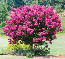 Purple Foliage Lagerstroemia Rosa Velour bonsai seeds