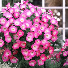 Salmon Petunia Dreams Seeds for colorful blooms in the Patio Planters Flower Pots