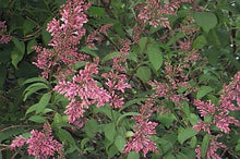Syringa Villivosa Lilac Seeds (Syringa spp.) for seasonal color across the Garden