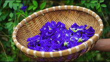 Clitoria Ternatea Seeds (Clitoria ternatea) for a bright addition to the Flower Bed & Garden
