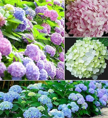 Common - Hydrangea for planting in home garden