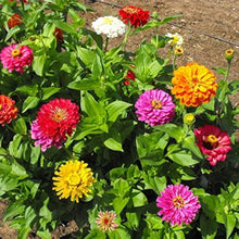 California Giant Zinnia Seeds (Zinnia elegans) for colorful blooms in the Pollinator Flower Beds