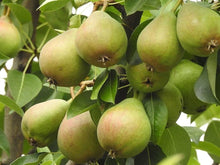 Sand Pear Seeds (Pyrus pyrifolia) for sweet homegrown fruit in the Home Farm Garden