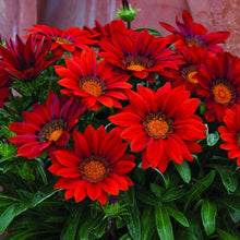 Gazania Rigens Gazania rigens for planting in flower bed.