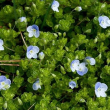 Creeping Blue Speedwell Seeds for a bright addition to the flower bed home garden
