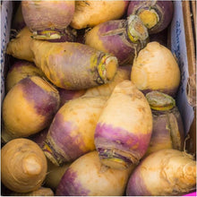 American Purple Top Rutabaga Seeds grown for nutritious, Purple Root Vegetables