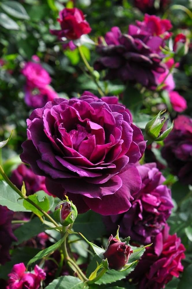 Blue and black rose flower seeds