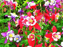 Aquilegia Viridiflora Seeds for planting in flower bed