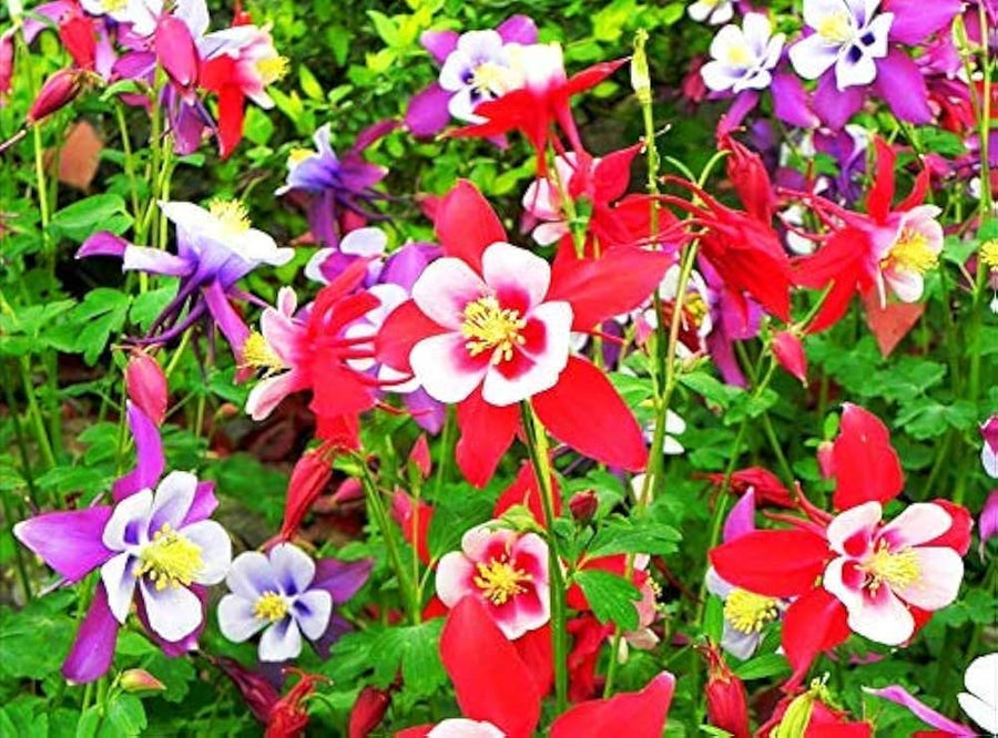 Aquilegia Viridiflora Seeds for planting in flower bed