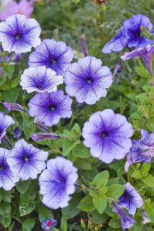 Blue Petunia Petunia Hybrida flower Seeds for growers filling out the balcony garden pots and vertical containers