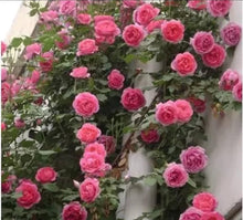 Rose Seeds for a lasting addition to the landscape