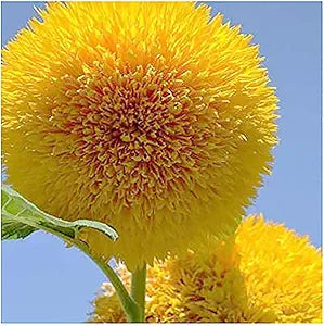 Sunflower Teddy Bear Helianthus annuus for planting in garden