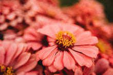 Zinnia Zinnia Elegans Luminosa Seeds for colorful blooms in the Garden Pollinator Gardens