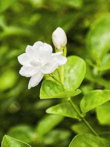 Jasmine Seeds (Jasminum sambac) for a colorful addition to any planting