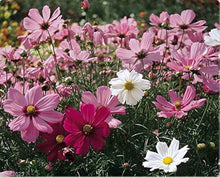 Cosmos Sensation Pinkie Seeds for a bright addition to the Soft, Pink Blooms in Your Garden