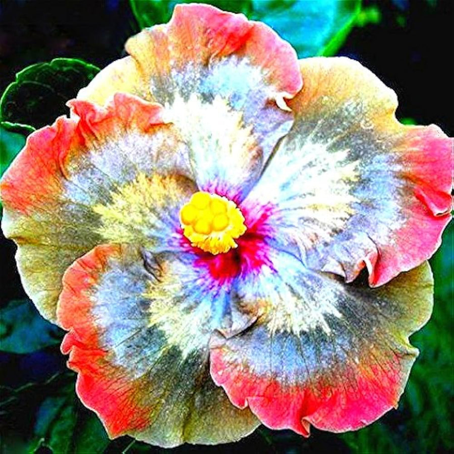 Hybrid Daylily Hemerocallis Flower - for planting in home garden