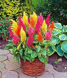 Celosia Spicata Seeds for gardeners building out beds and borders