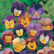 Viola Philippica Seeds for reliable seasonal color