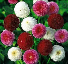 Double Bellis English Margherita Semi-Mix Seeds for growers filling out the Cottage Gardens
