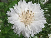 Bachelor Button Seeds (Centaurea cyanus) for colorful blooms in the wildflower garden flower border