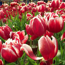 Exotic White Purple Tulips Seeds for growers establishing the Outdoor Bonsai Garden