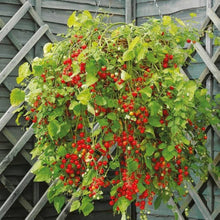 Tomato Solanum Lycopersicum Organic Heirloom Brandywine Red Seeds valued by growers for fresh Slicing