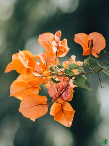 Bougainvillea Spectabilis Seeds grown for orange Gardening