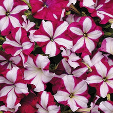 Petunia Double Petal Mix Seeds for growers seeking a long-blooming display