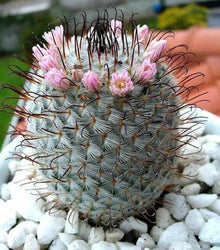Ladyfinger Cactus Mammillaria Elongata Seeds for easy-care planting in pots or beds