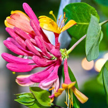 Honeysuckle Plant Seeds (Lonicera spp.) for a bright addition to the Flower Bed