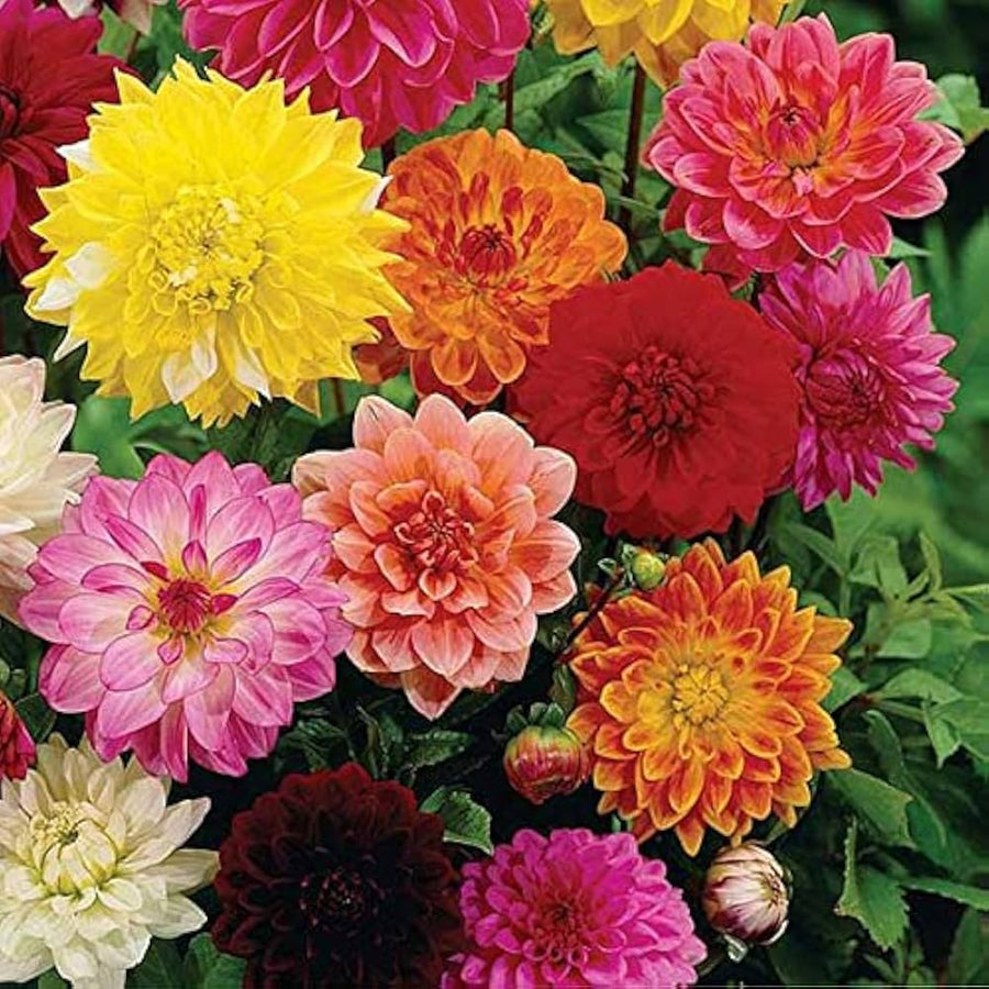 Dahlia Flower (Dahlia spp.) for planting in home garden