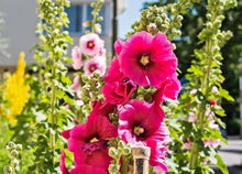 Red Hollyhock Seeds for growers seeking a long-blooming display