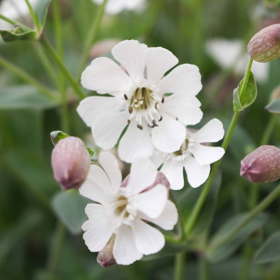 Catchfly Silene Pendula Snowdrop Flower Seeds for Planting – Ideal for Hanging Baskets, Window Boxes, and Garden Trails